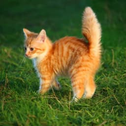 picture of lost chat Minnie
