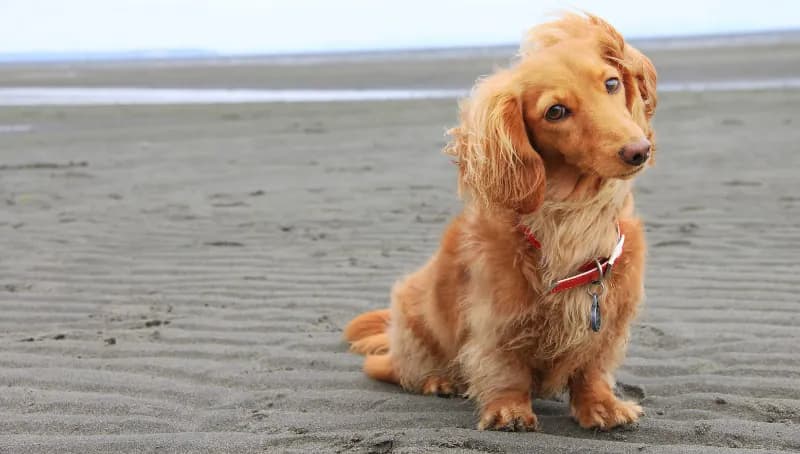 Un chien court sur le sable au bord de l'eau.