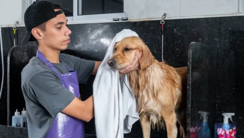 Un toiletteur sèche un golden retriever à la serviette dans son salon.