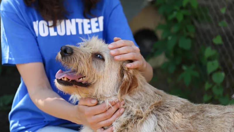 Une bénévole d'association caresse un chien au poil hirsute.
