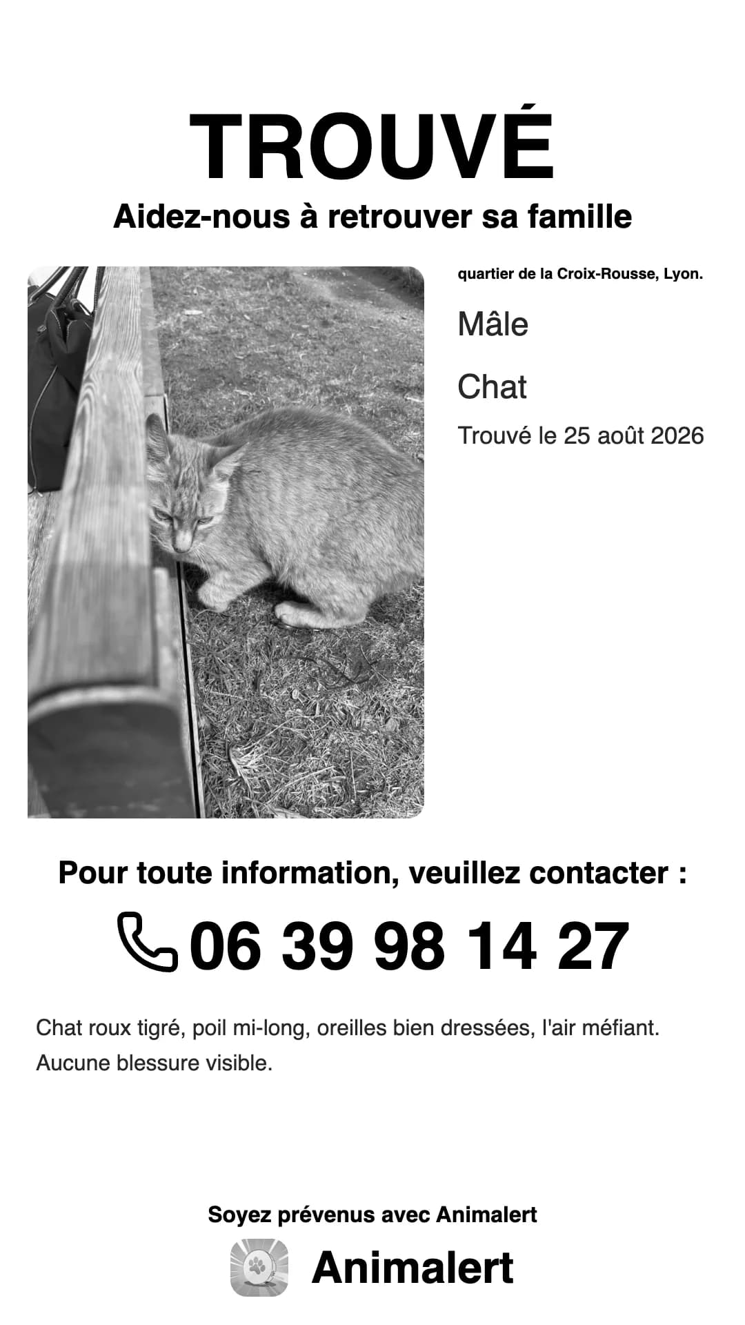 Affiche de chat trouvé en noir et blanc, plus économique à imprimer : chat roux tigré trouvé à Lyon