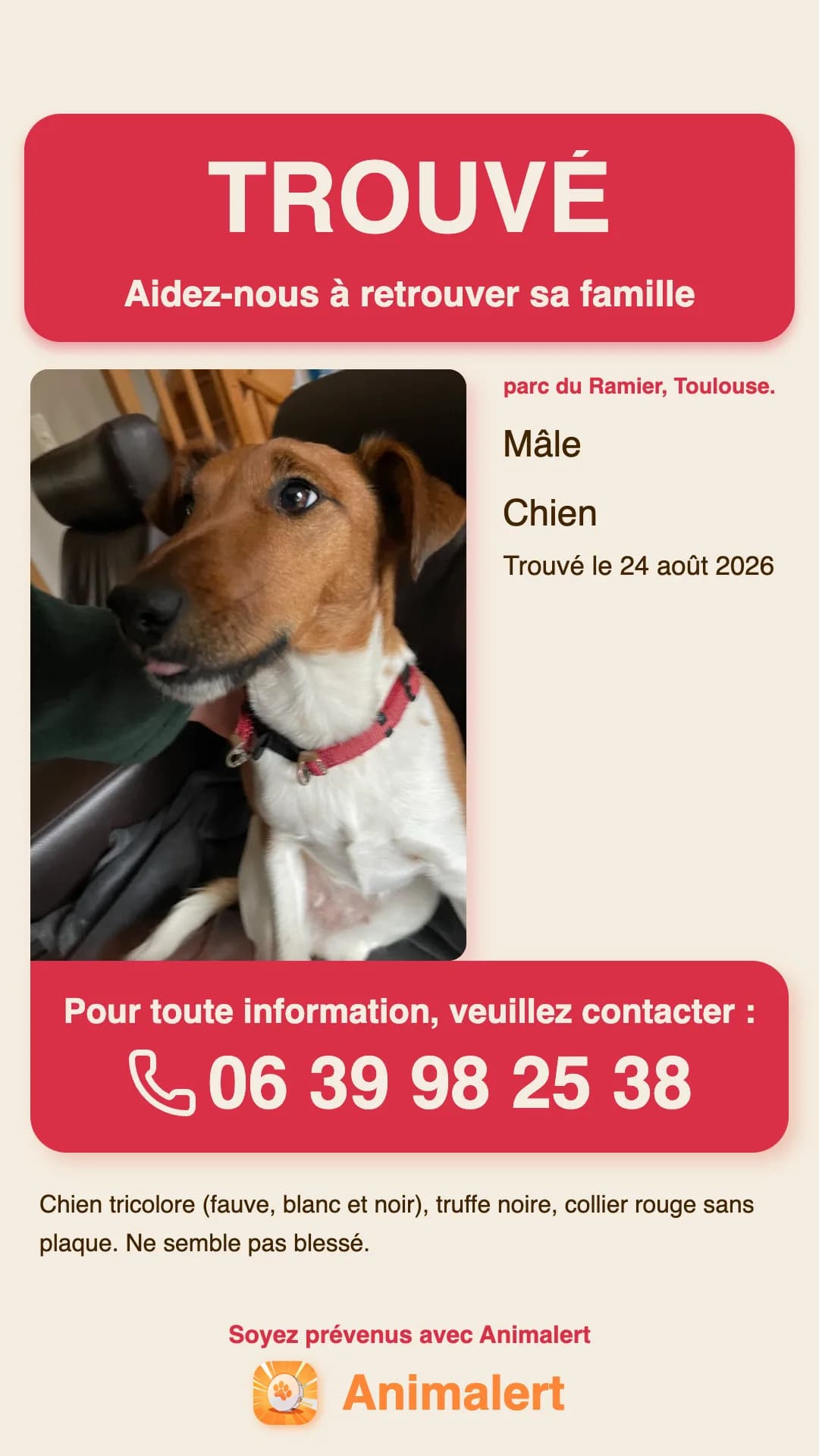 Exemple d'affiche pour chien trouvé créée avec Animalert : chien tricolore au collier rouge trouvé à Toulouse, modèle couleur gratuit