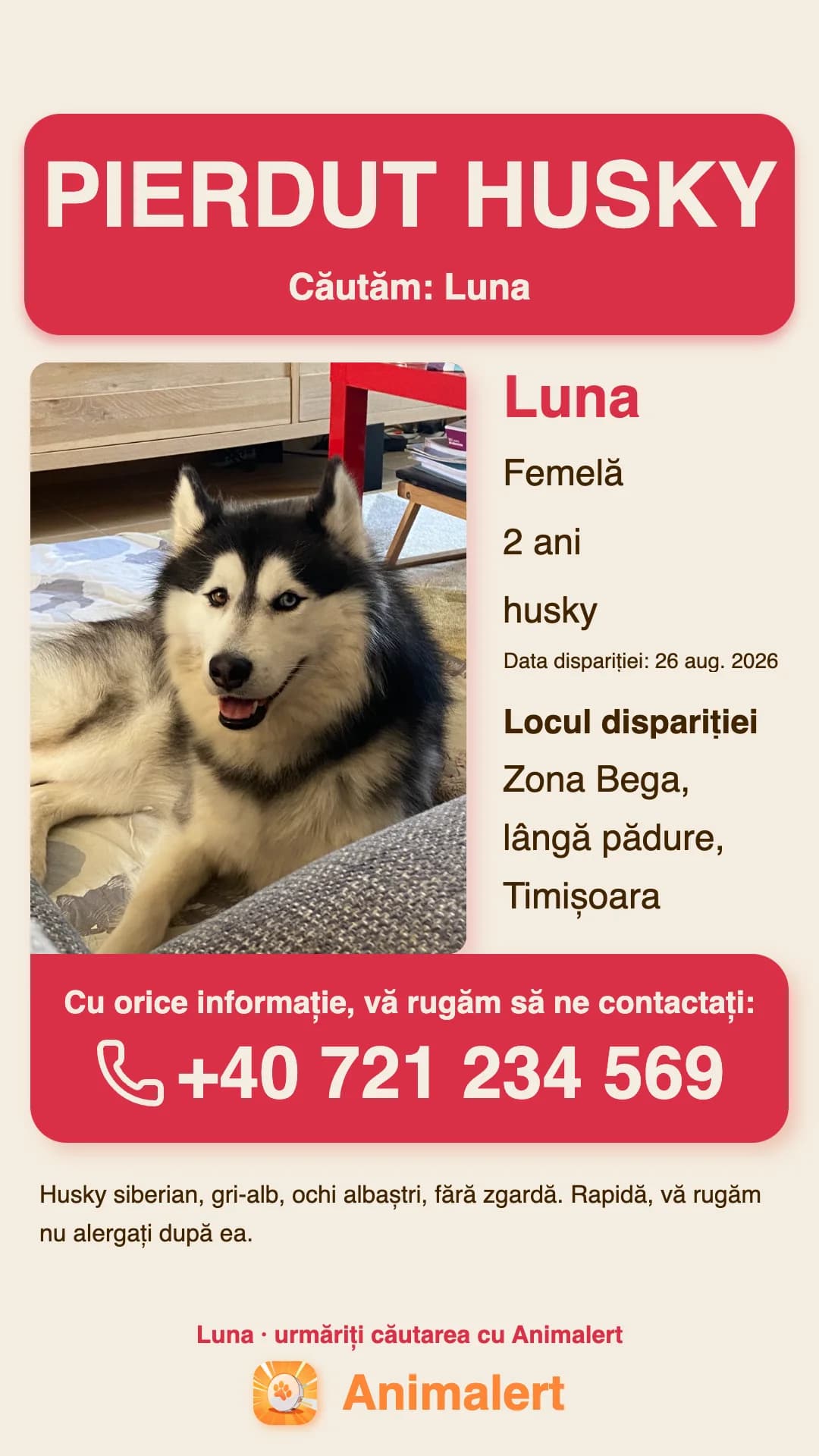 Afiș de printat pentru un husky pierdut, exemplu din Timișoara