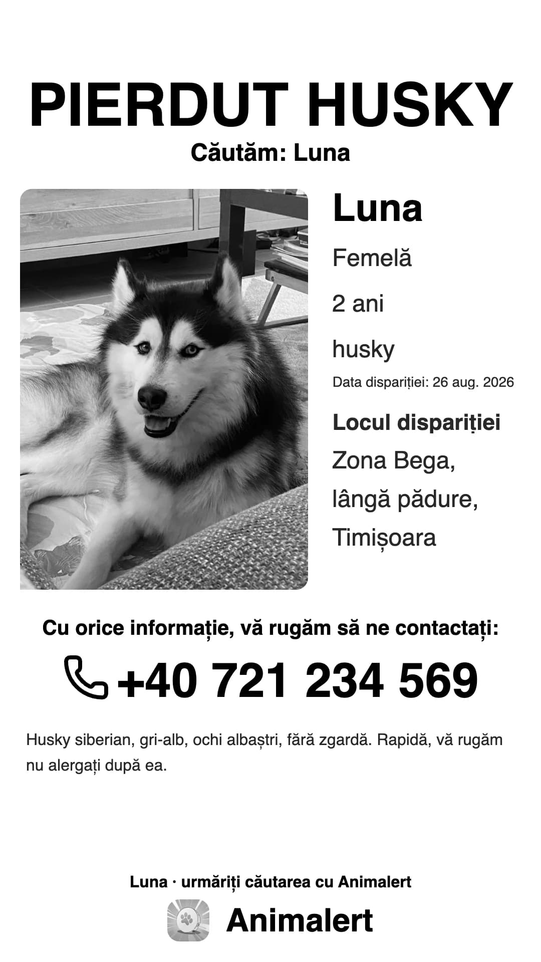 Afiș alb-negru pentru un husky pierdut, pentru imprimanta de acasă