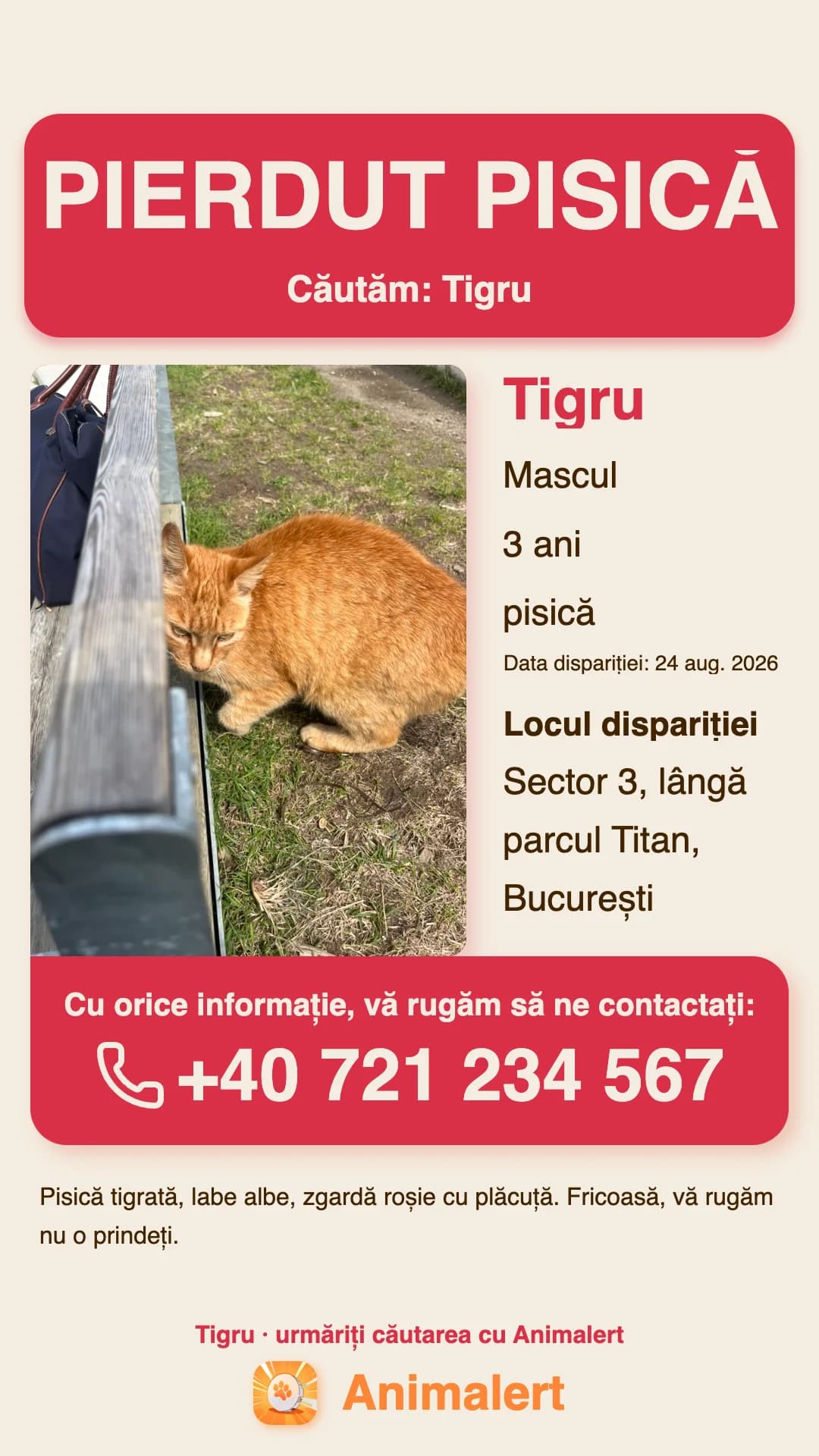 Afiș de printat pentru o pisică pierdută, exemplu din București
