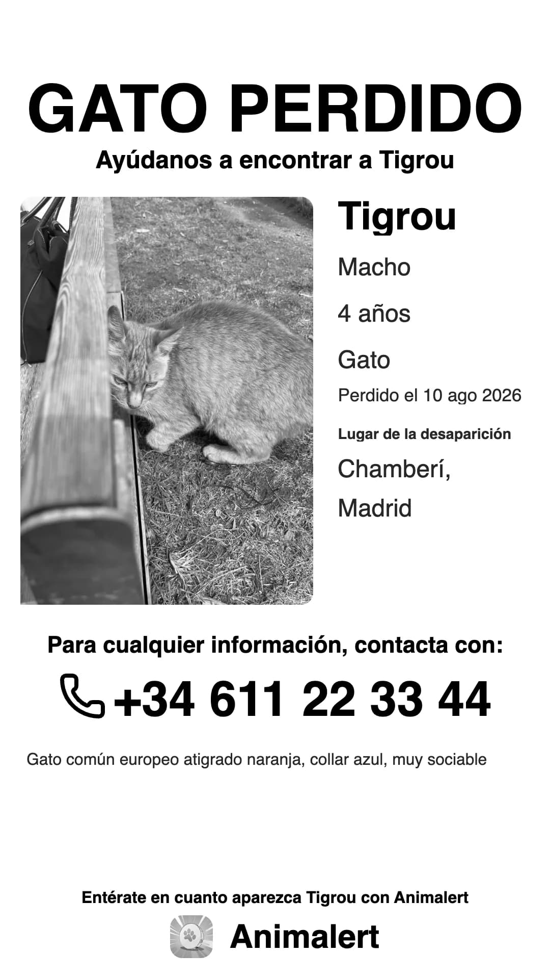 Cartel de gato perdido en blanco y negro, más económico de imprimir: Tigrou, gato atigrado naranja perdido en Madrid