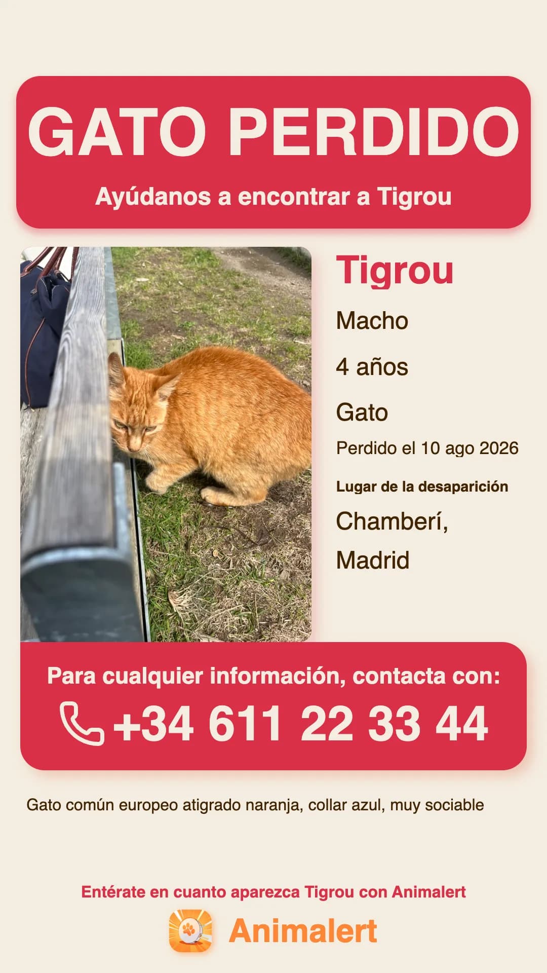 Ejemplo de cartel de gato perdido creado con Animalert: Tigrou, gato atigrado naranja perdido en Madrid, plantilla en color gratis para imprimir