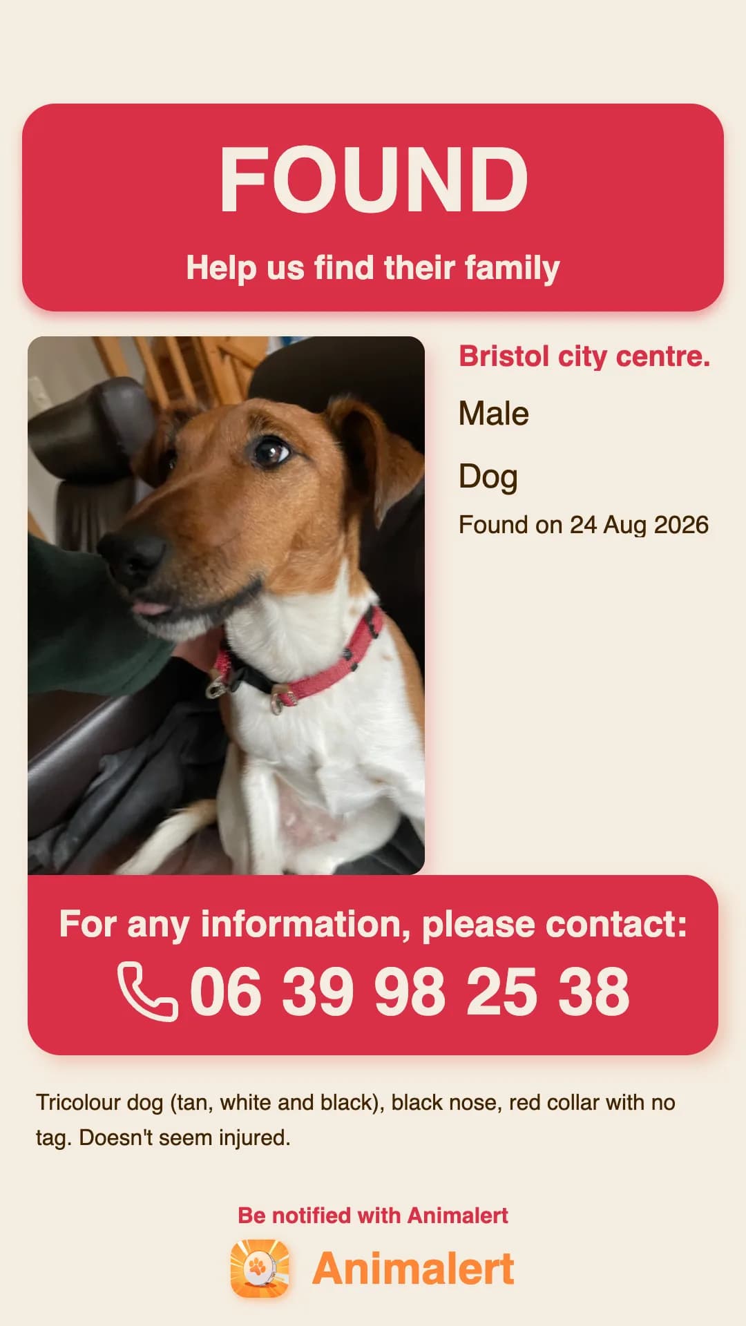 Example found-dog poster made with Animalert: tricolour dog with a red collar found in Bristol, free colour template
