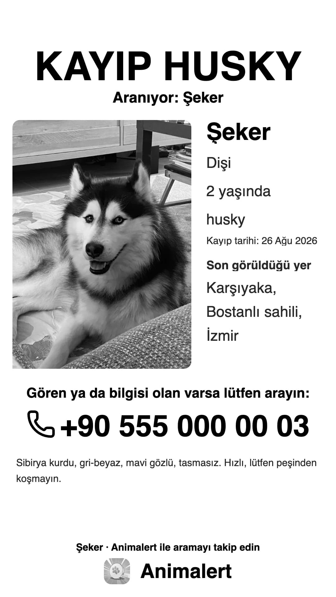 Kayıp husky için siyah beyaz afiş, ev yazıcısı için