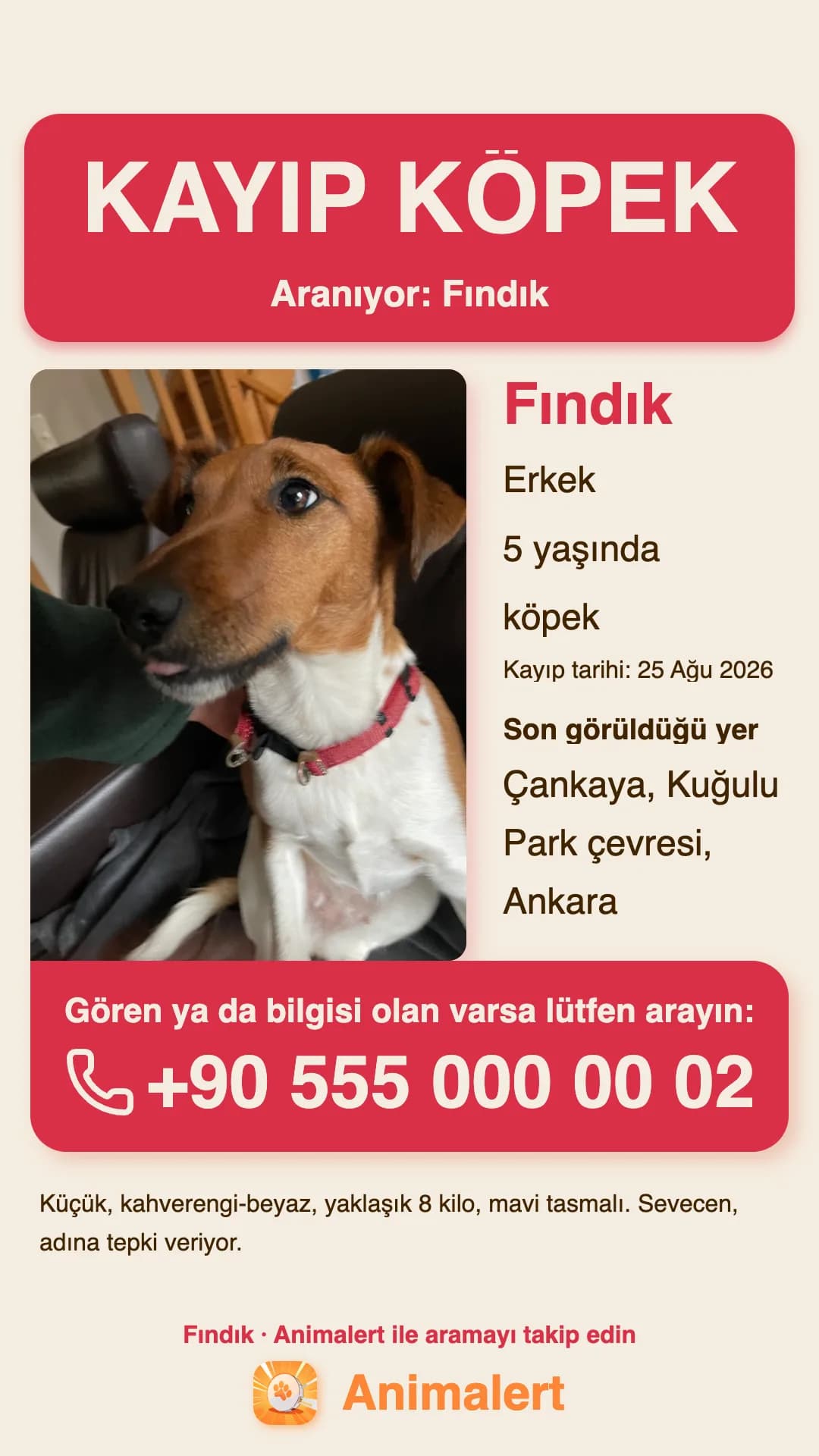 Kayıp köpek için baskıya hazır afiş, Çankaya, Ankara'dan bir örnek