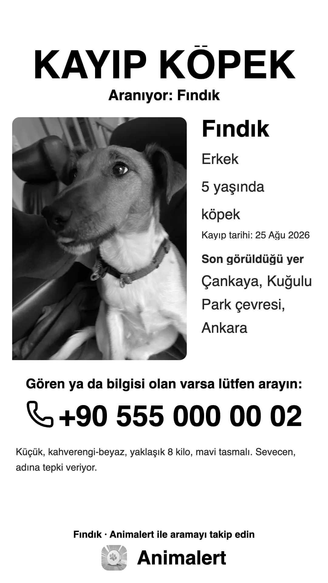 Kayıp köpek için siyah beyaz afiş, ev yazıcısı için