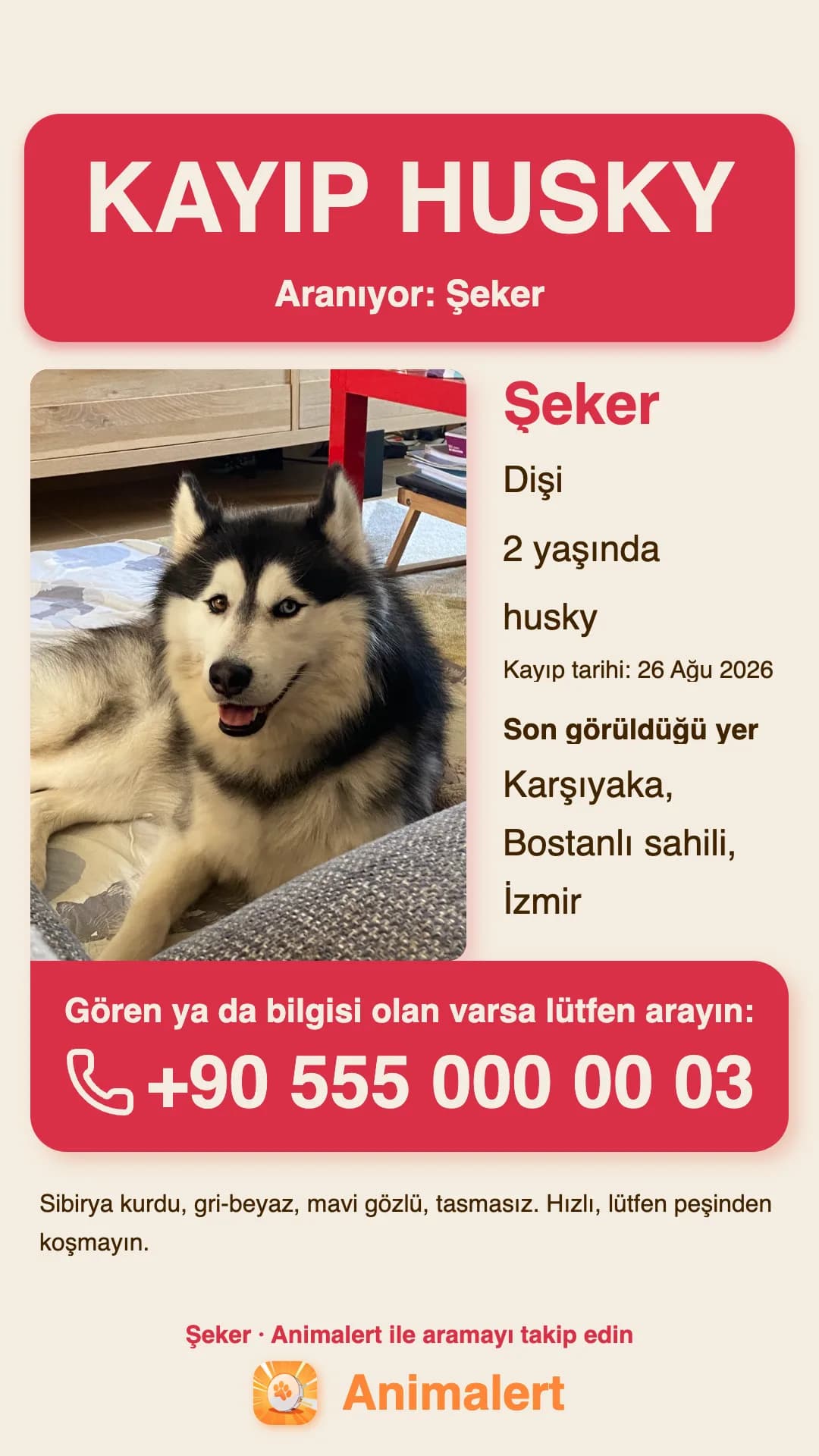 Kayıp husky için baskıya hazır afiş, Karşıyaka, İzmir'den bir örnek