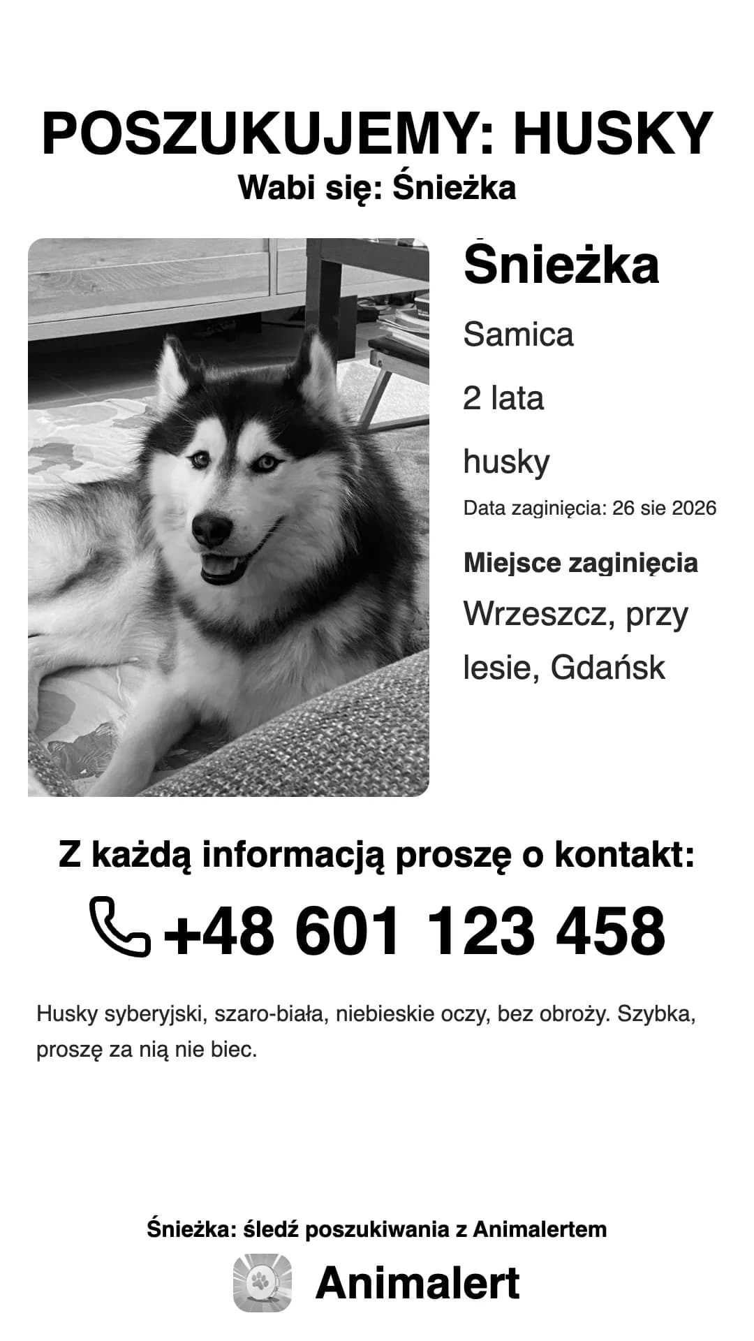 Czarno-biały plakat o zaginionym husky do domowej drukarki