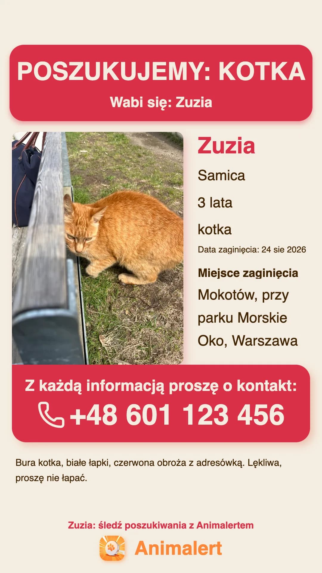 Plakat o zaginionym kocie do wydruku, przykład z Warszawy