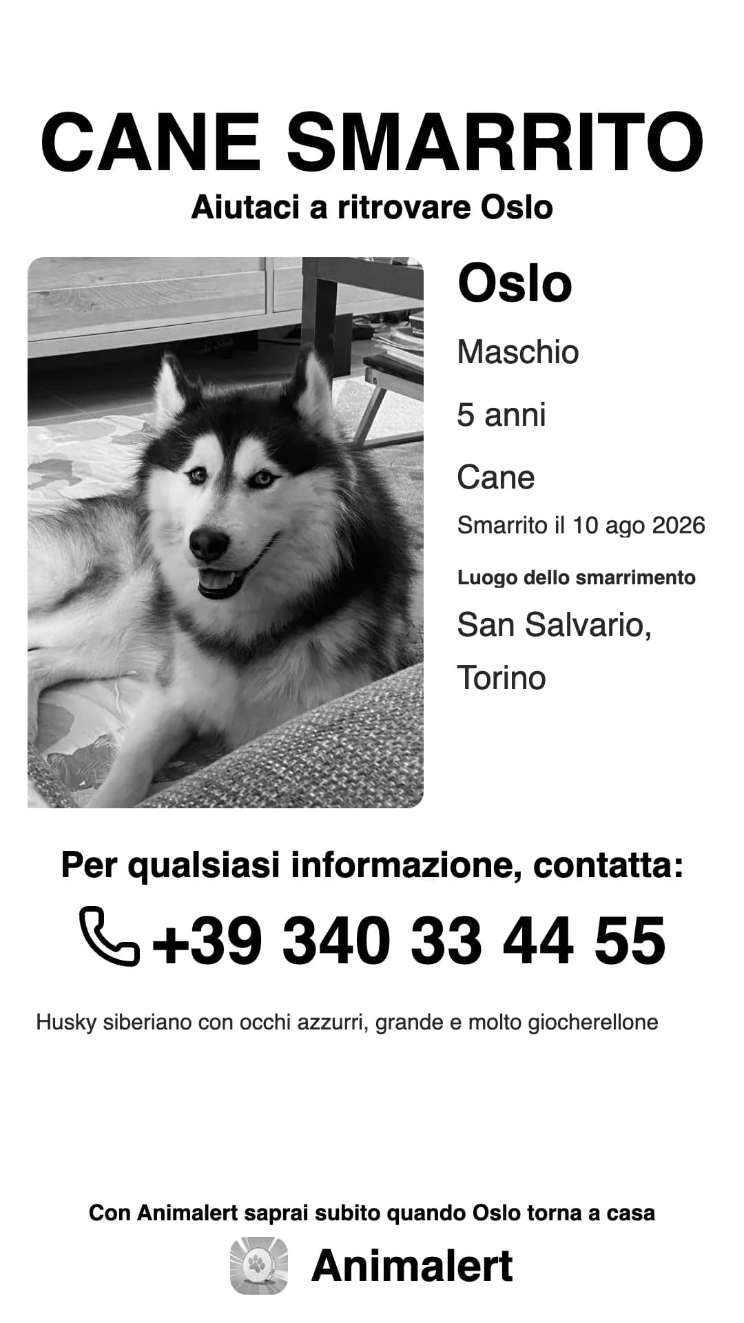 Volantino di husky smarrito in bianco e nero, pronto da stampare: Oslo, smarrito a Torino