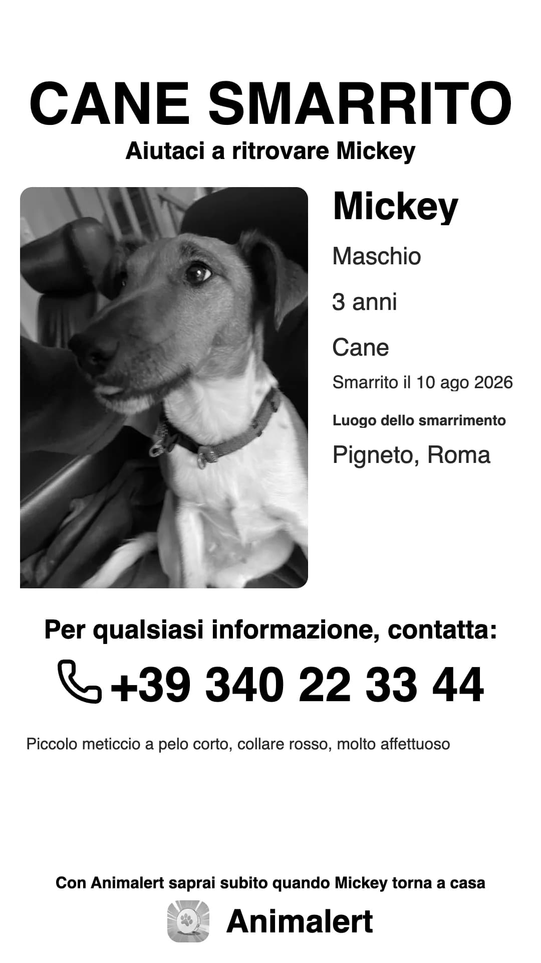 Lo stesso volantino per cane smarrito in bianco e nero, più economico da stampare: Mickey, smarrito a Roma