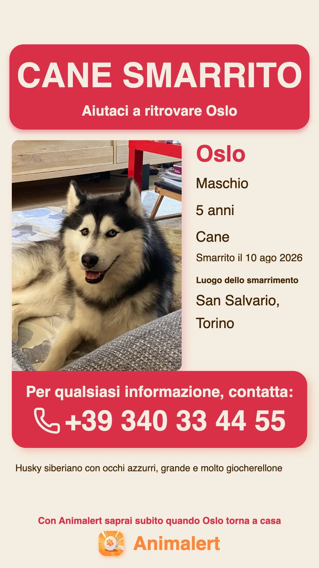 Volantino per cane smarrito da stampare: Oslo, husky smarrito a Torino, modello a colori gratis di Animalert