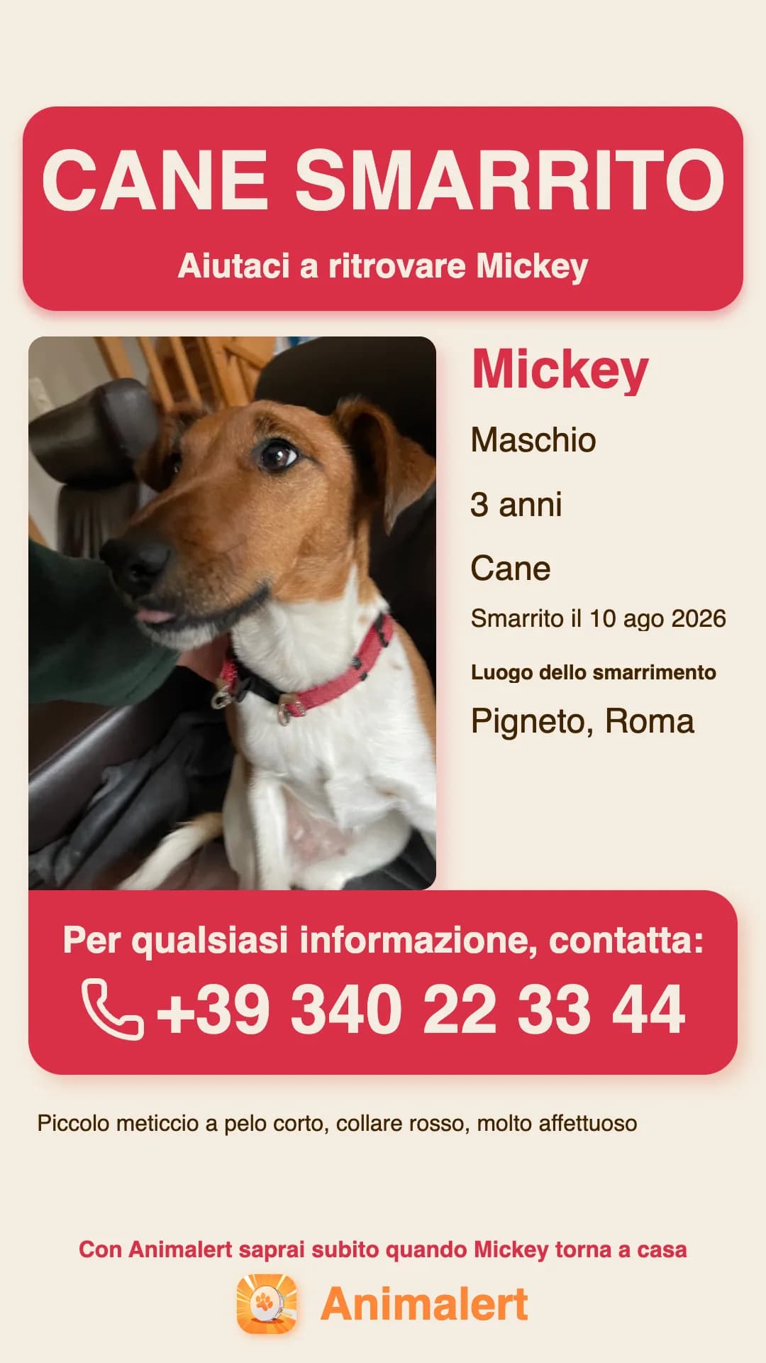 Esempio di volantino per cane smarrito creato con Animalert: Mickey, cane piccolo con collare rosso smarrito a Roma, modello a colori gratis