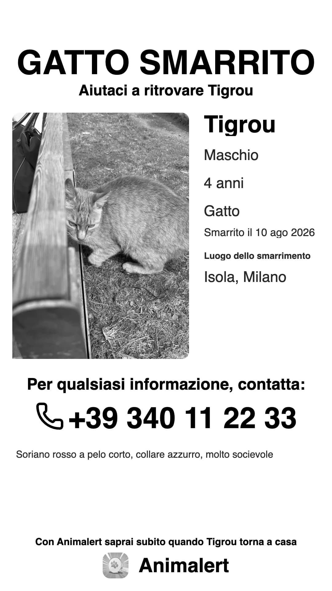 Volantino per gatto smarrito in bianco e nero, più economico da stampare: Tigrou, gatto rosso tigrato smarrito a Milano