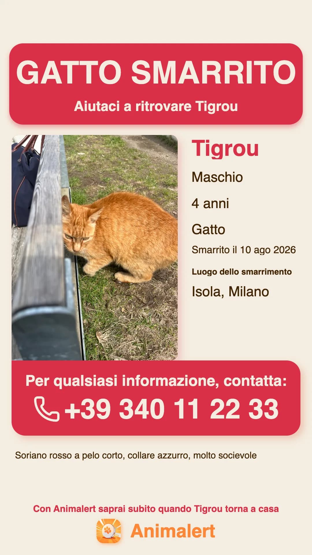 Esempio di volantino per gatto smarrito creato con Animalert: Tigrou, gatto rosso tigrato smarrito a Milano, modello a colori gratis da stampare