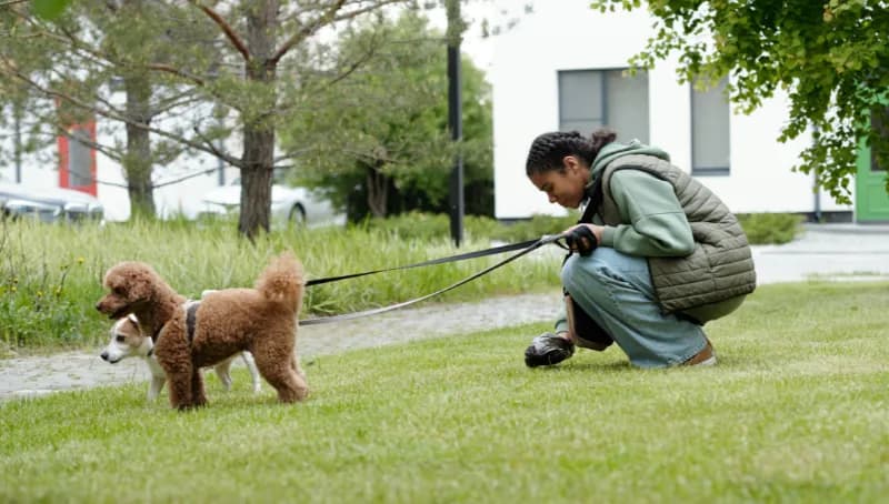 Une personne gantée ramasse les déjections de son chien sur une pelouse.