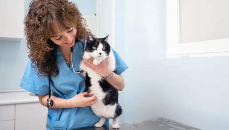 Une vétérinaire ausculte un chat noir et blanc sur sa table de consultation.