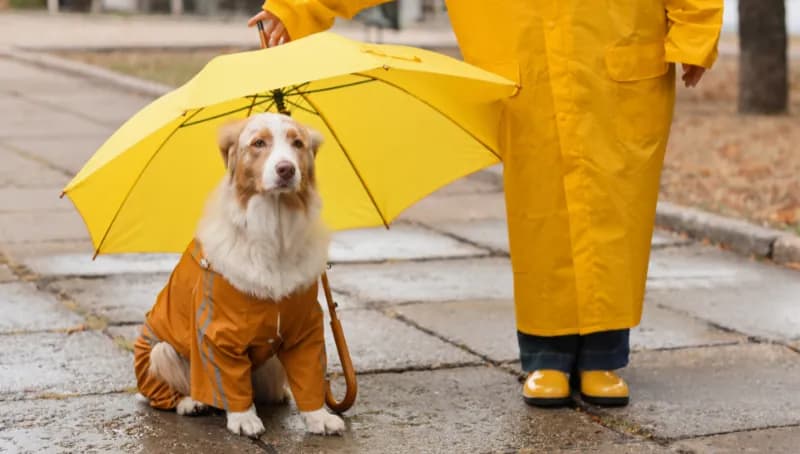 Un chien en manteau de pluie promené sous un parapluie sur un trottoir.
