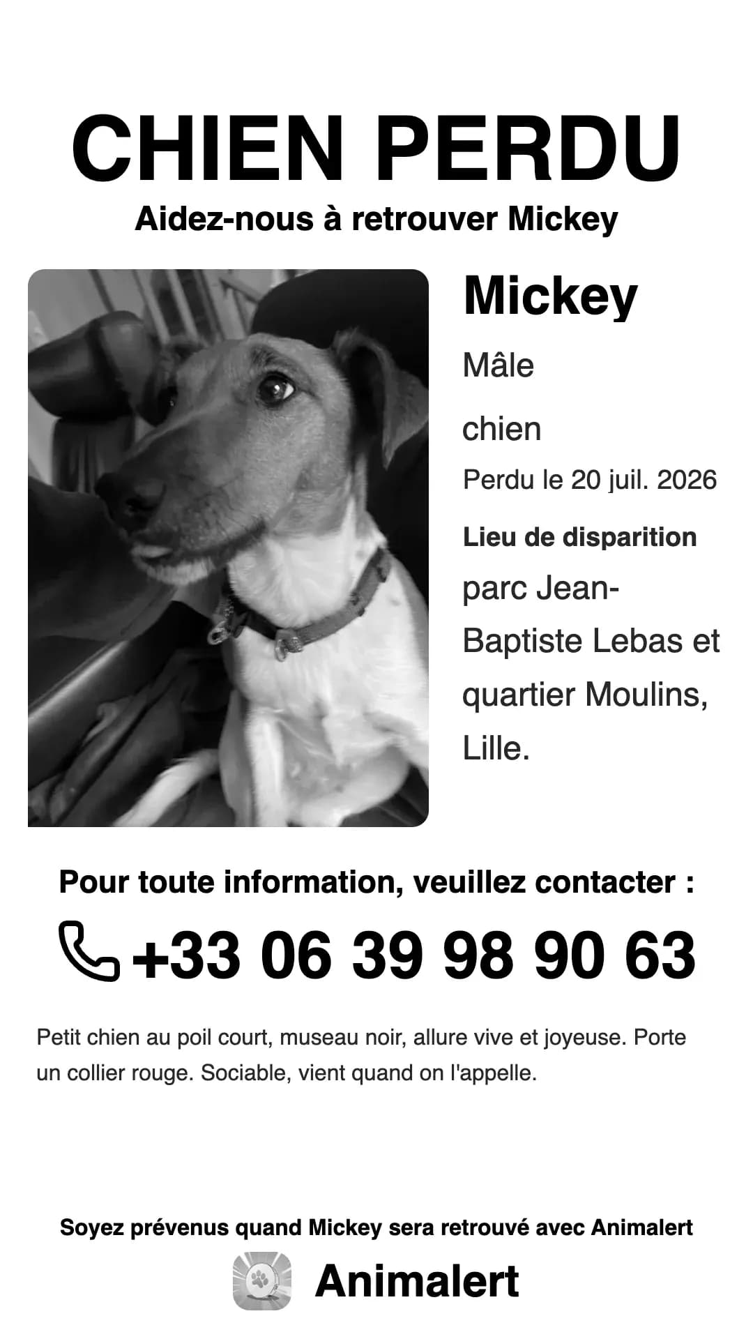 El mismo cartel de perro perdido en blanco y negro, más económico de imprimir: Mickey, perdido en Lille