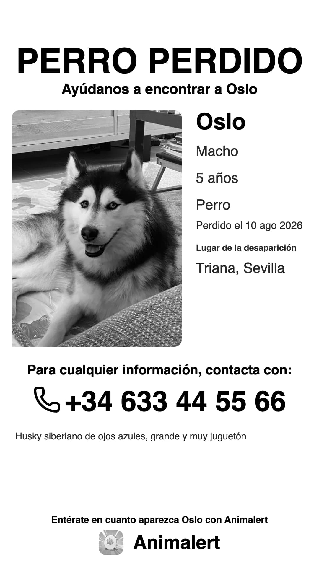 Cartel de husky perdido en blanco y negro, listo para imprimir: Oslo, perdido en Sevilla