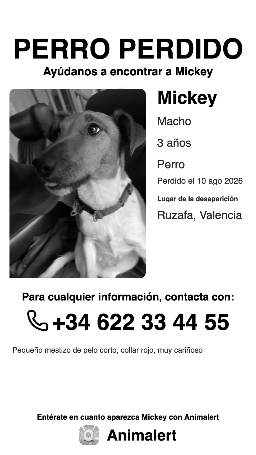 El mismo cartel de perro perdido en blanco y negro, más económico de imprimir: Mickey, perdido en Valencia