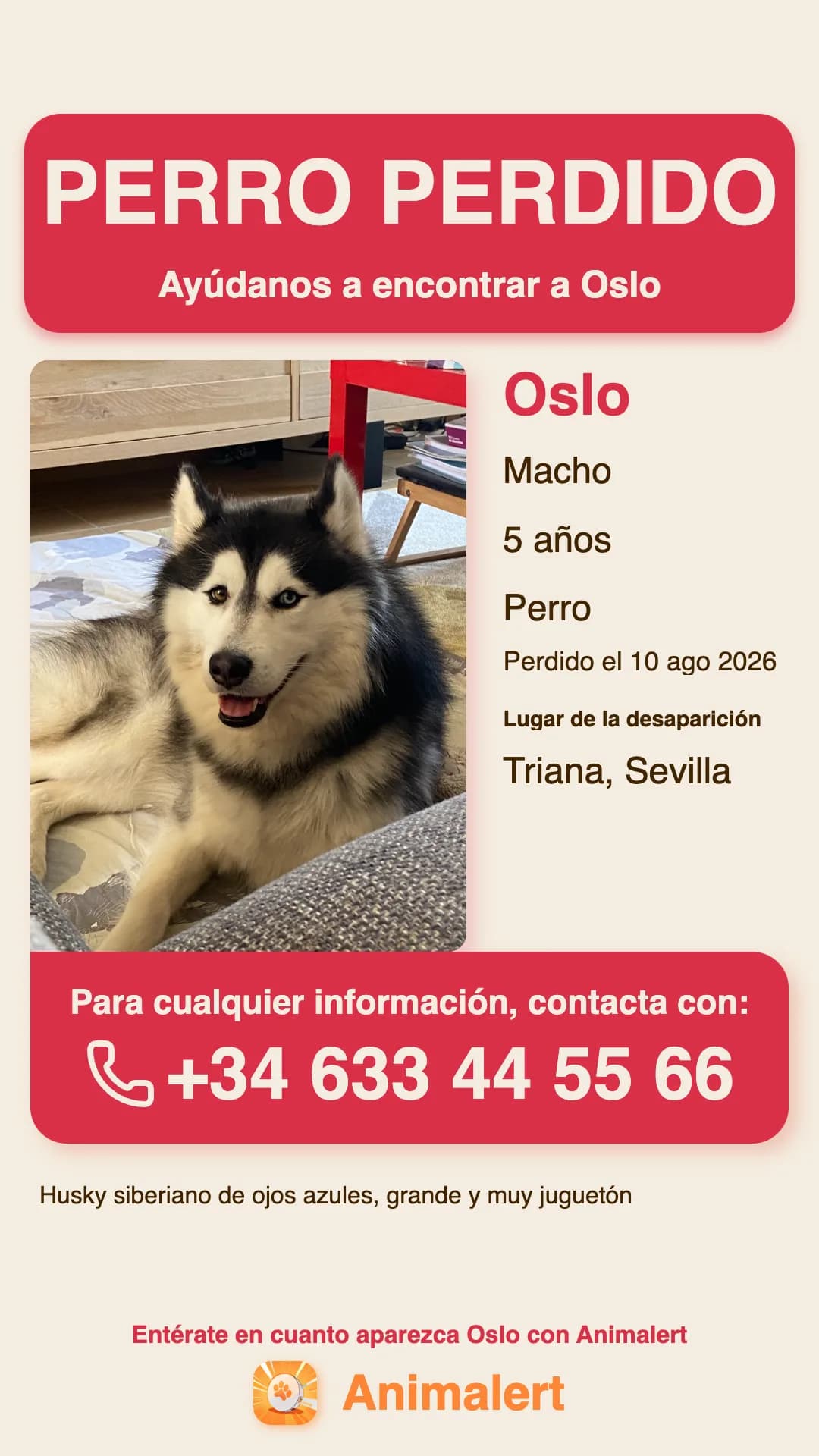 Cartel de perro perdido para imprimir: Oslo, husky perdido en Sevilla, plantilla en color gratis de Animalert