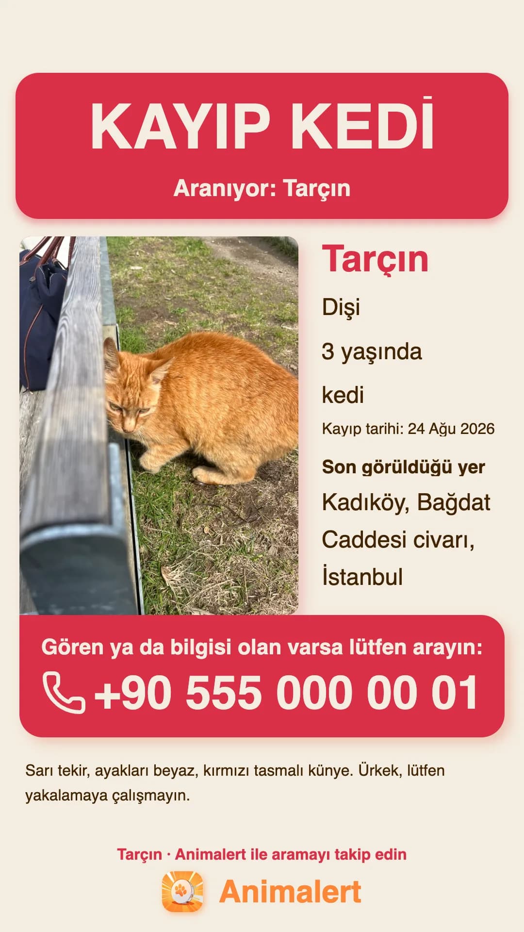 Kayıp kedi için baskıya hazır afiş, Kadıköy, İstanbul'dan bir örnek