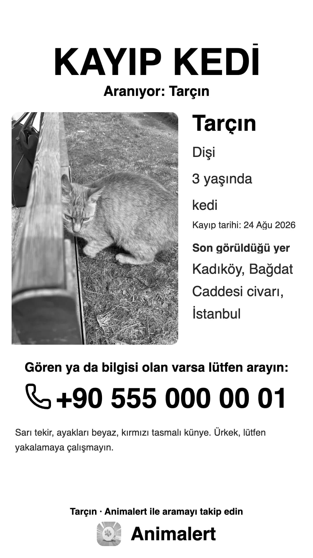 Kayıp kedi için siyah beyaz afiş, ev yazıcısı için