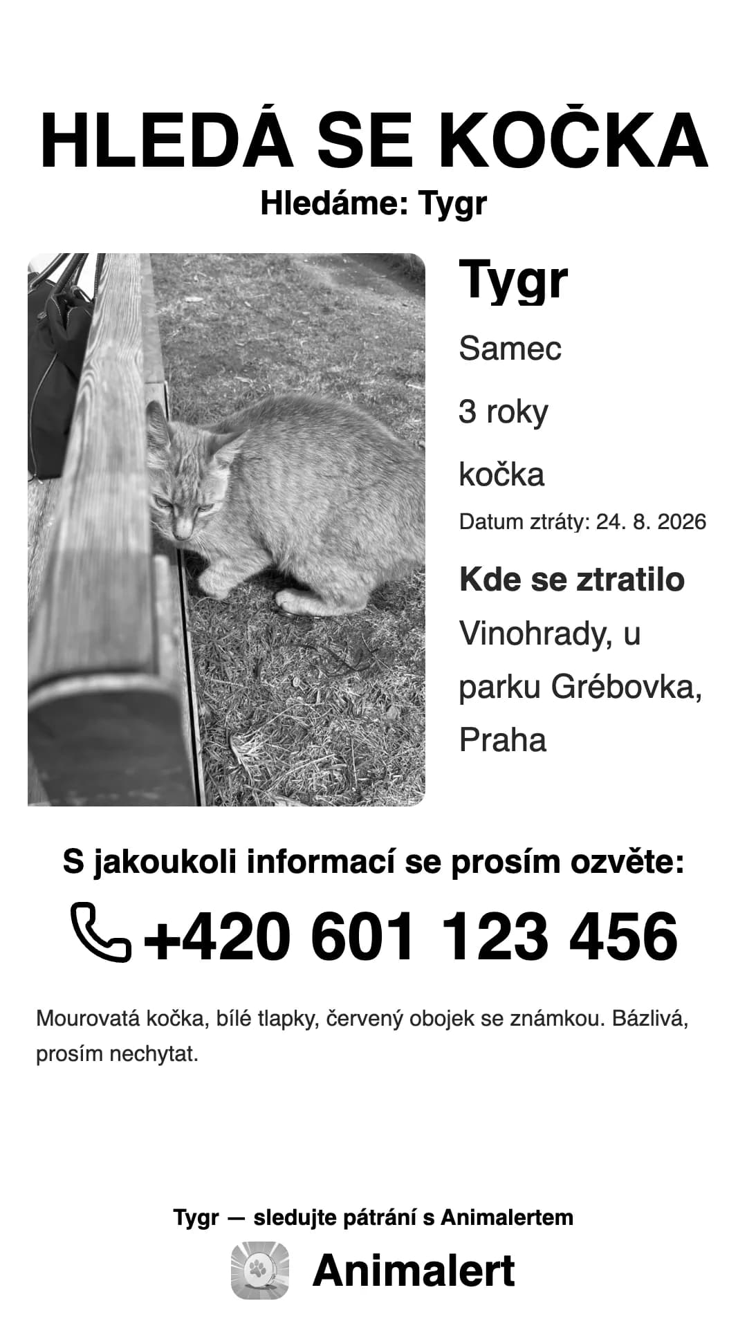 Černobílý leták na ztracenou kočku pro domácí tiskárnu