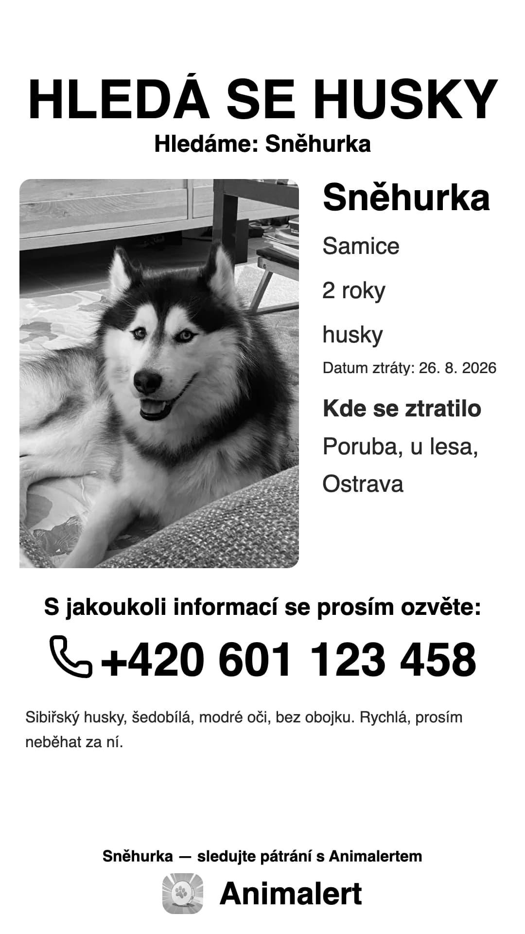 Černobílý leták na ztraceného huskyho pro domácí tiskárnu