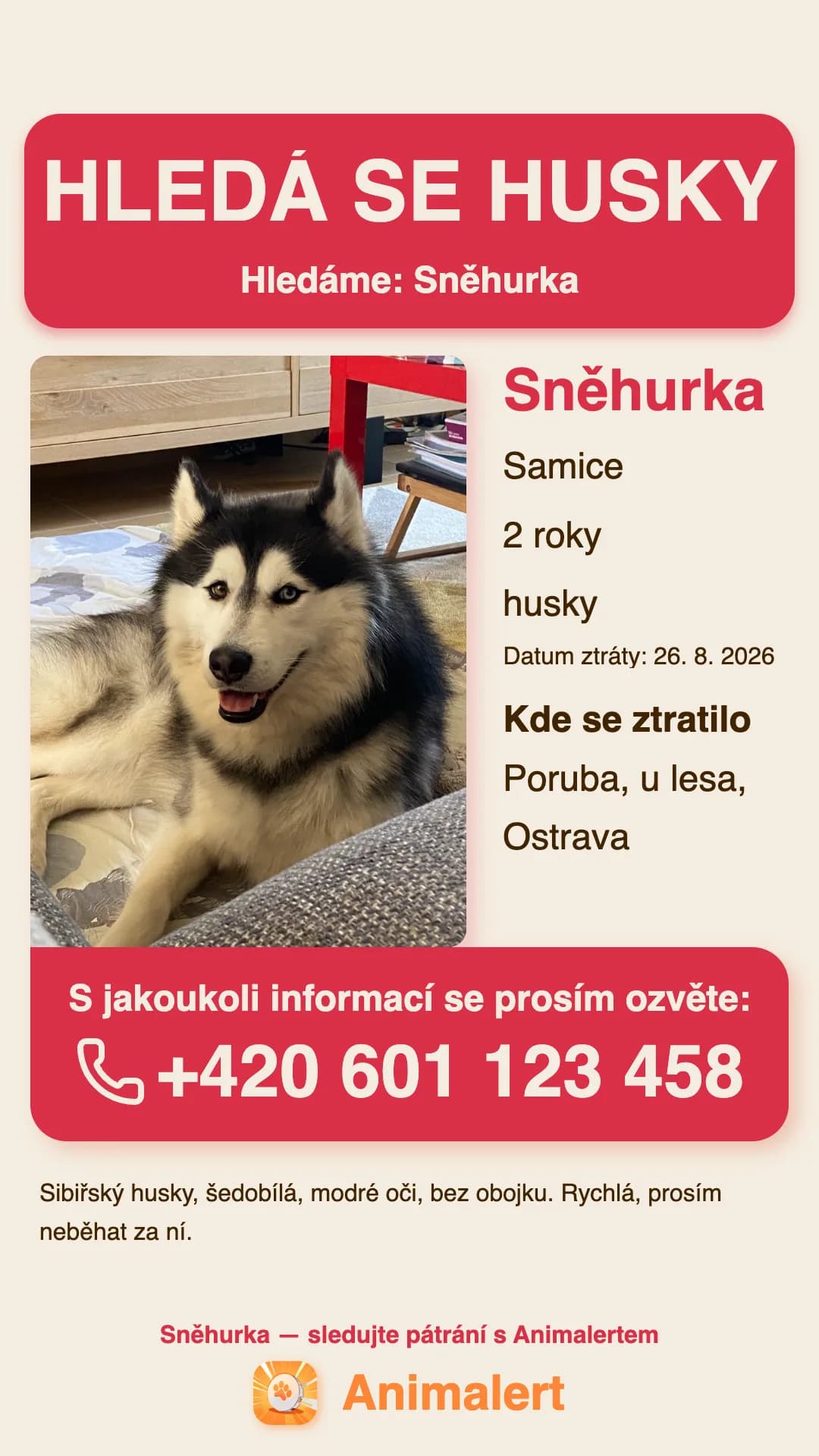 Leták na ztraceného huskyho k vytisknutí, ukázka z Ostravy