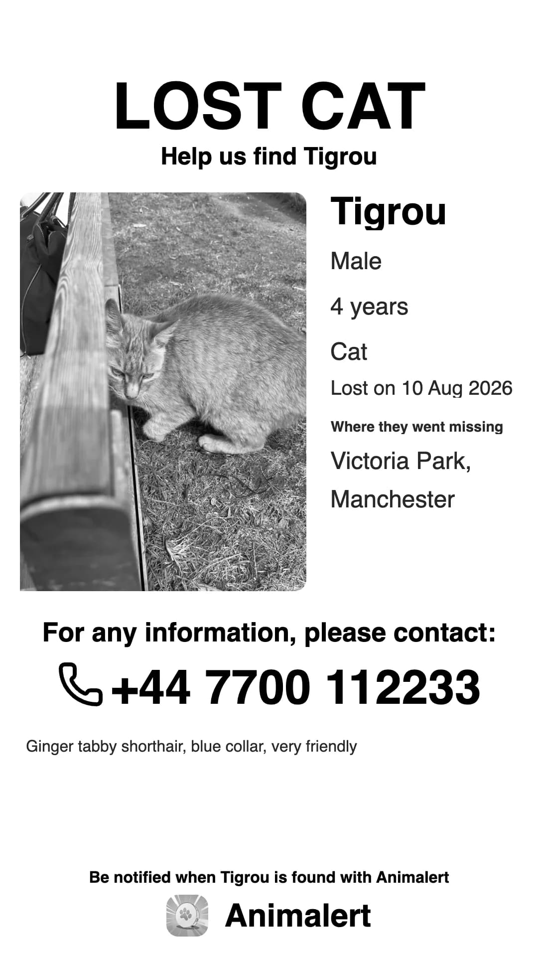 Lost cat poster in black and white, cheaper to print: Tigrou, a ginger tabby cat missing in Manchester