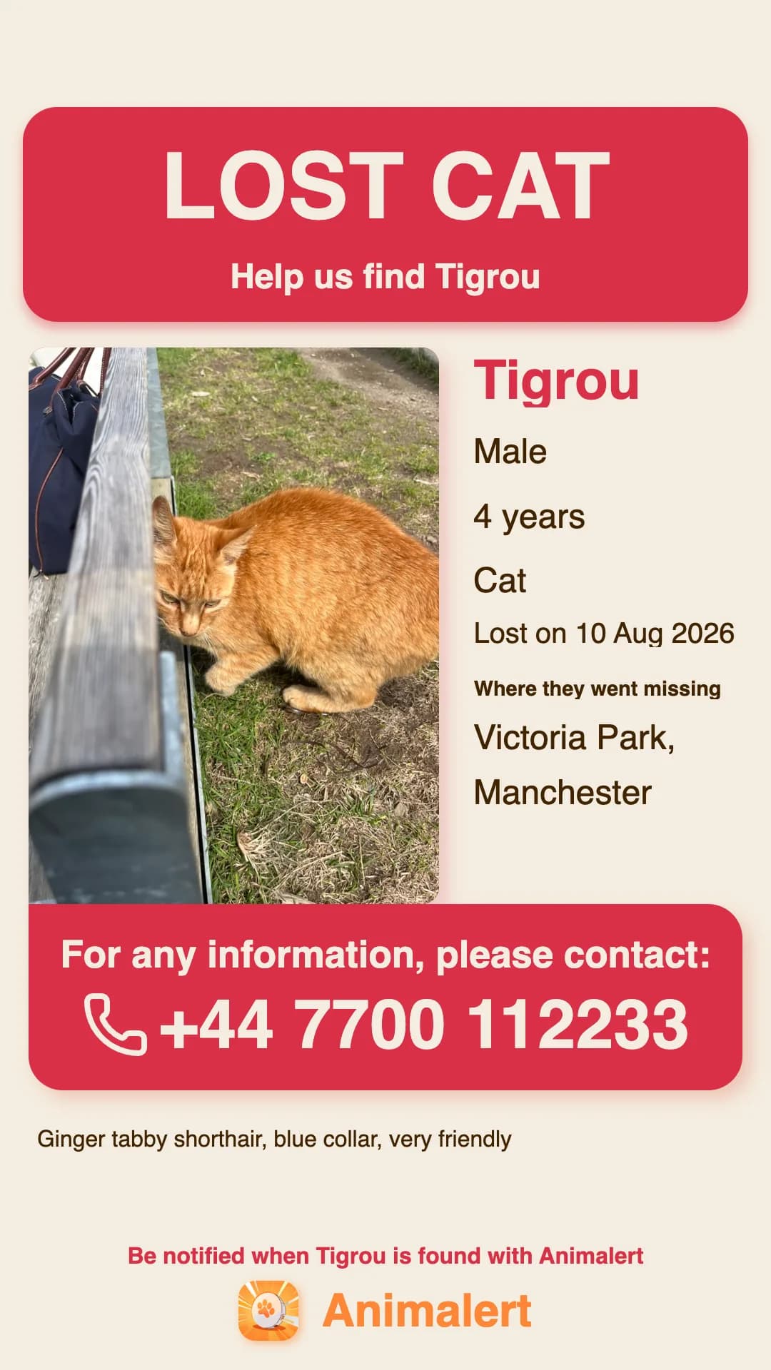 Lost cat poster made with Animalert: Tigrou, a ginger tabby cat missing in Manchester, free colour template to print