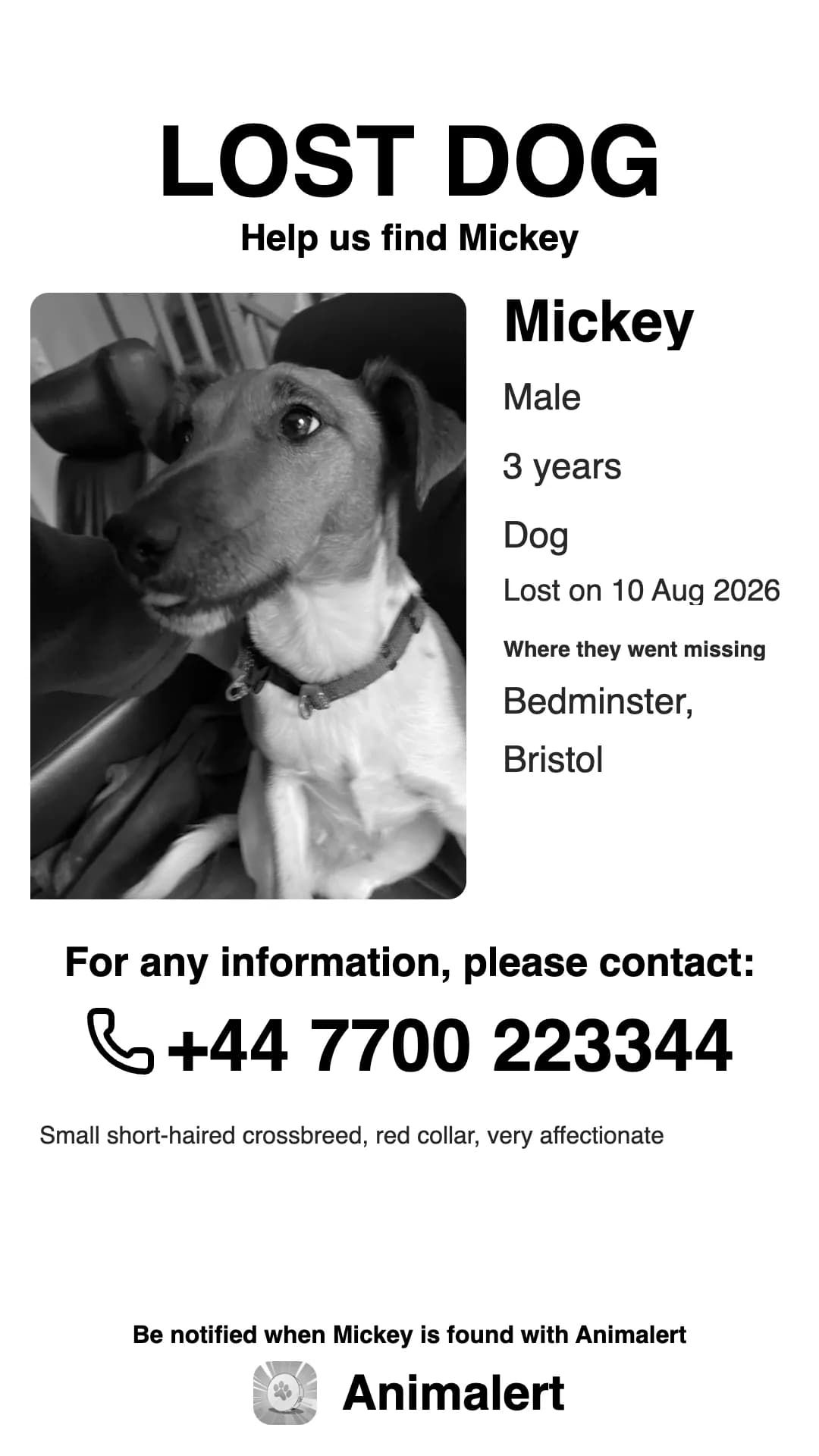 The same lost dog poster in black and white, cheaper to print: Mickey, missing in Bristol