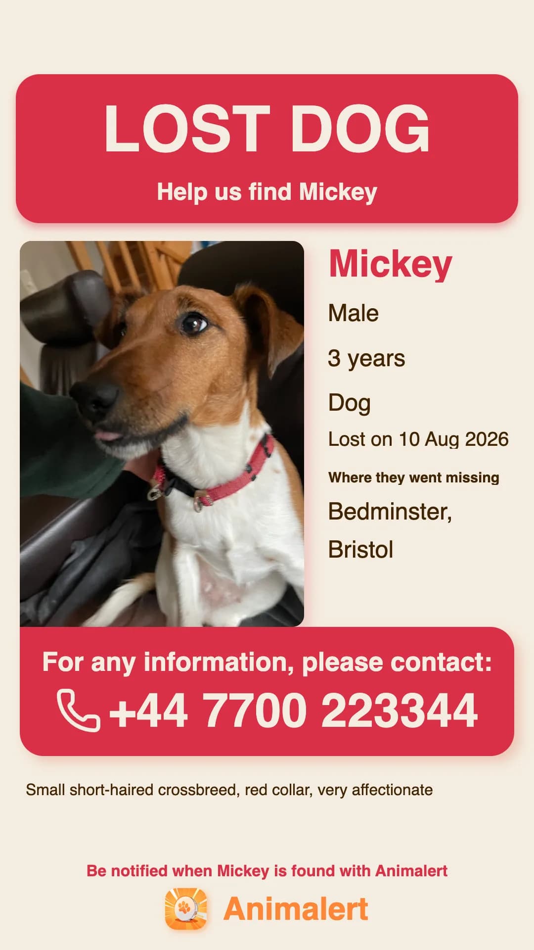 Lost dog poster made with Animalert: Mickey, a small red-collared dog missing in Bristol, free colour template