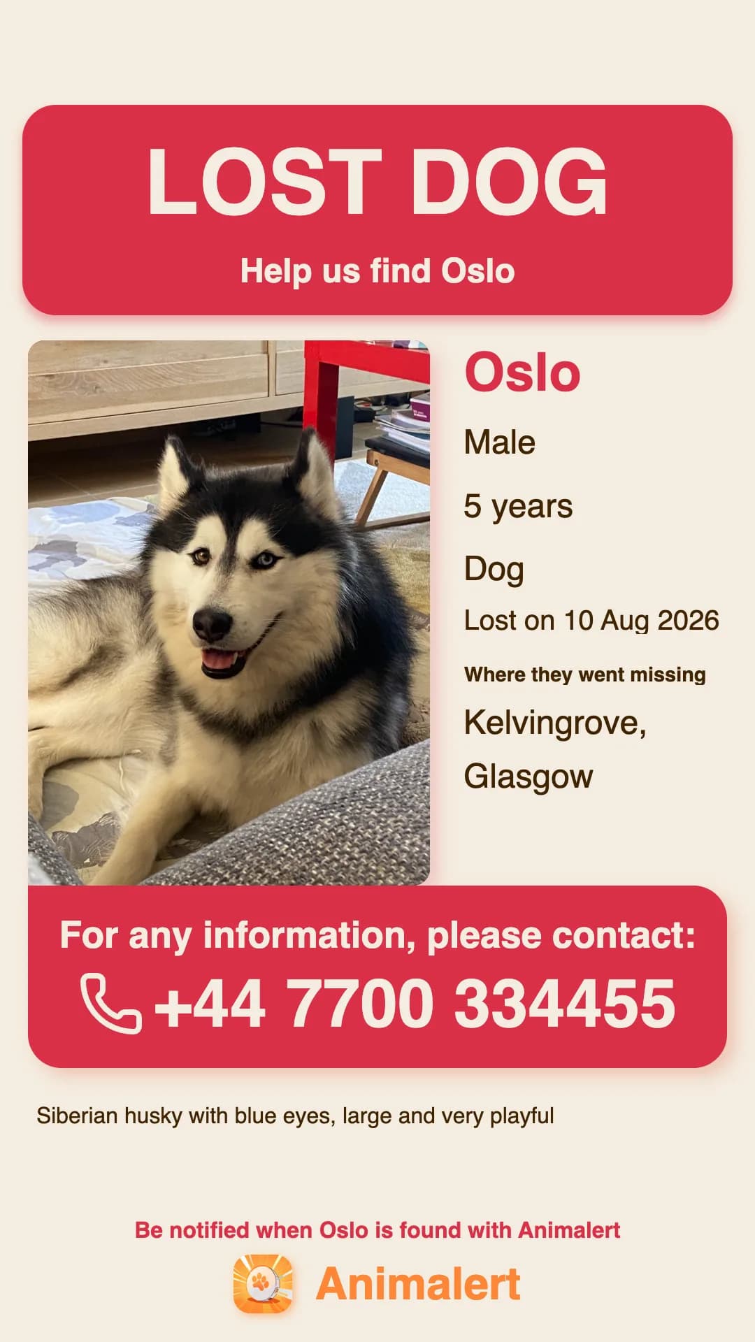 Printable lost dog poster: Oslo, a husky missing in Glasgow, free colour Animalert template