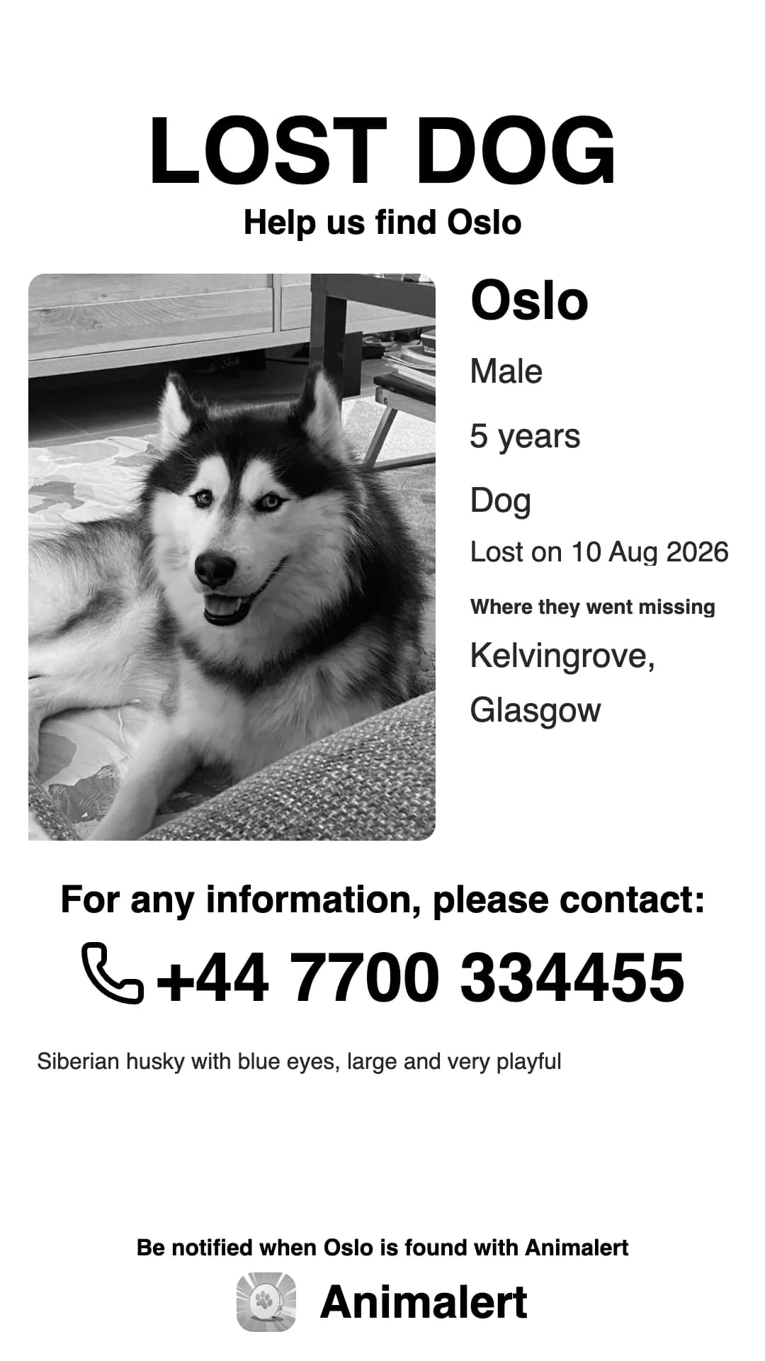 Lost husky poster in black and white, ready to print: Oslo, missing in Glasgow