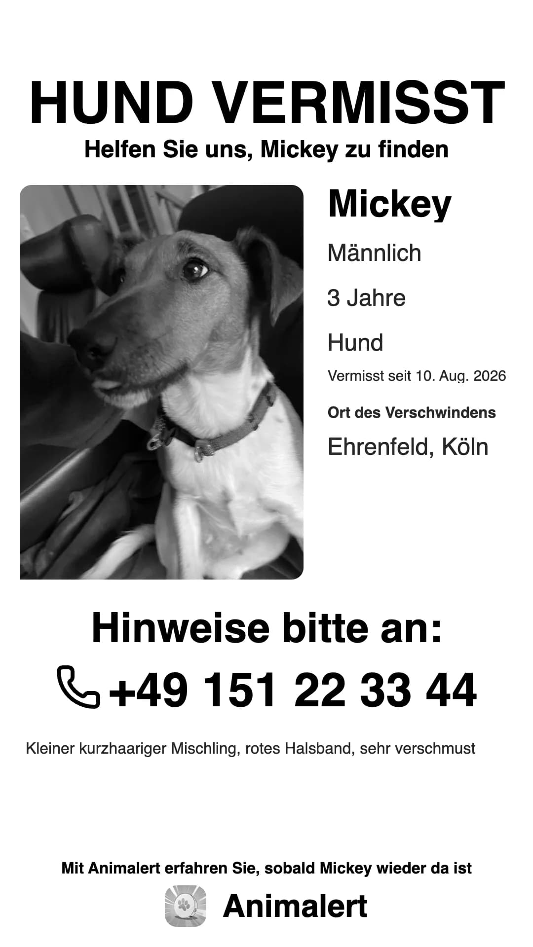 Dasselbe Suchplakat für einen vermissten Hund in Schwarz-Weiß, günstiger im Druck: Mickey, vermisst in Köln