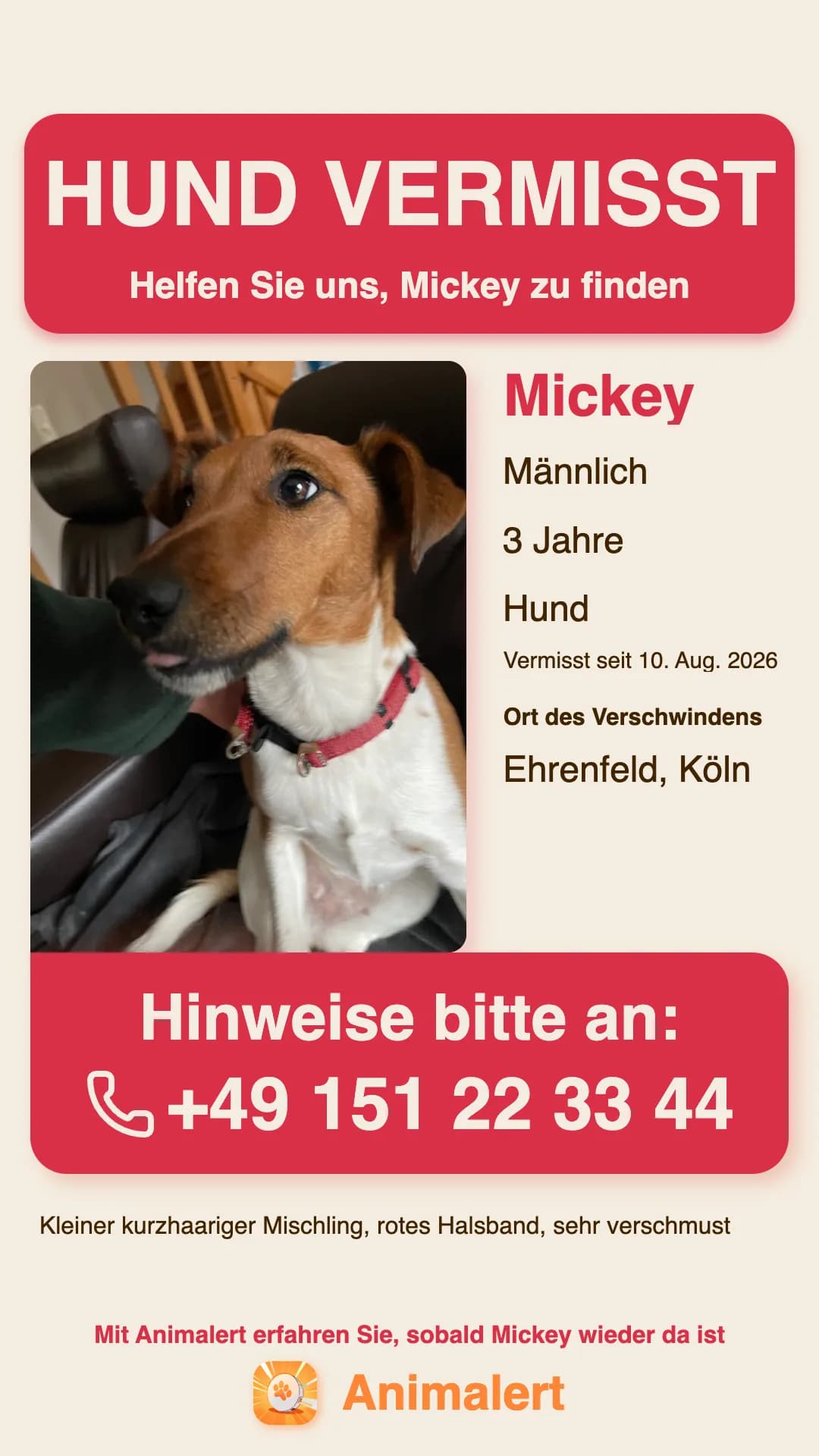Beispiel für ein Suchplakat eines vermissten Hundes, erstellt mit Animalert: Mickey, kleiner Hund mit rotem Halsband, vermisst in Köln, kostenlose Farbvorlage