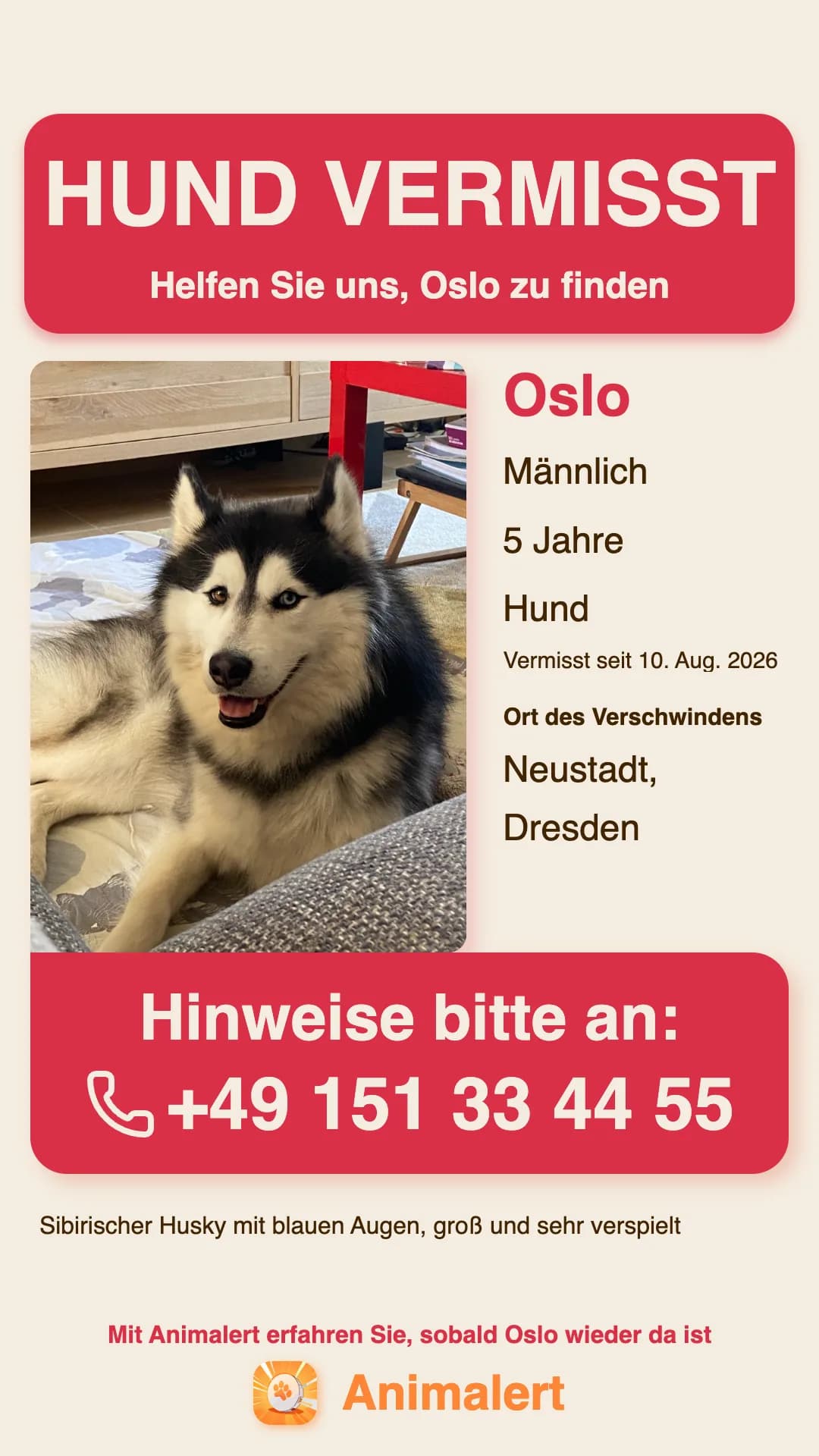 Suchplakat für einen vermissten Hund zum Ausdrucken: Oslo, Husky, vermisst in Dresden, kostenlose Farbvorlage von Animalert