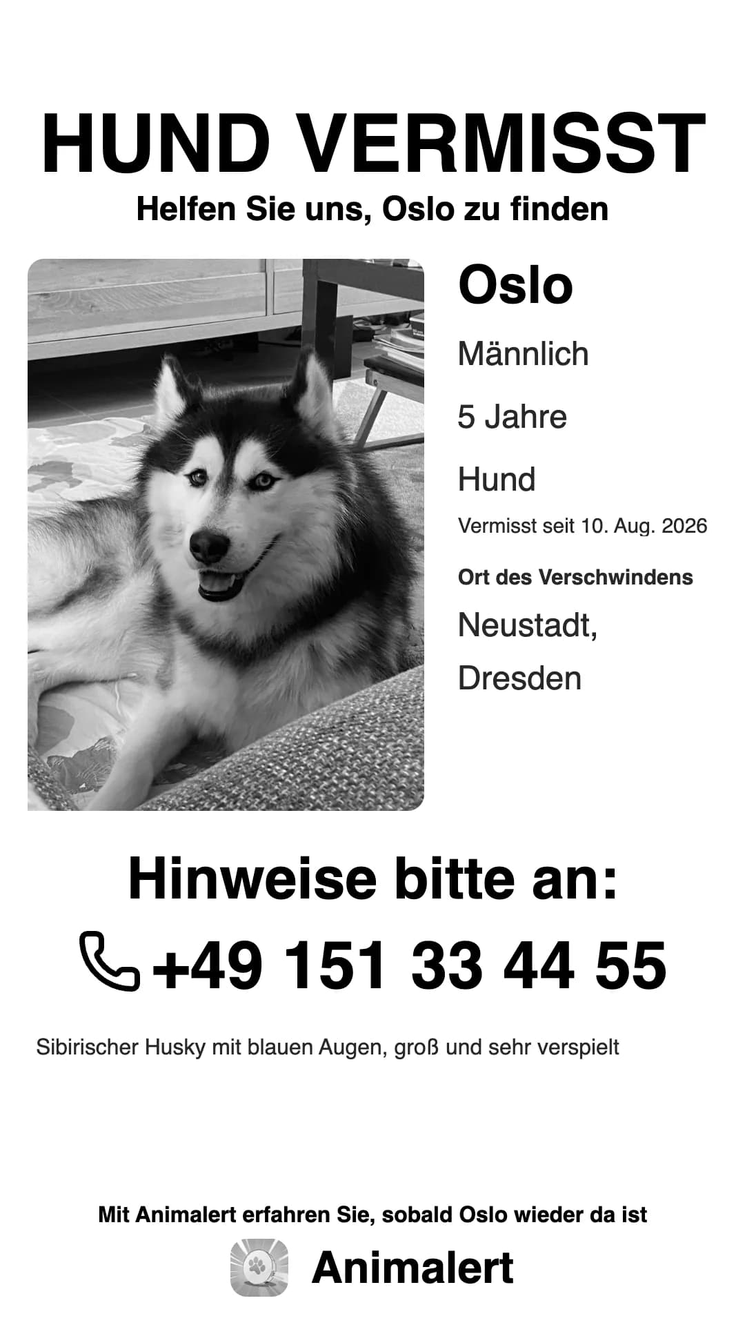 Suchplakat für einen vermissten Husky in Schwarz-Weiß, fertig zum Ausdrucken: Oslo, vermisst in Dresden