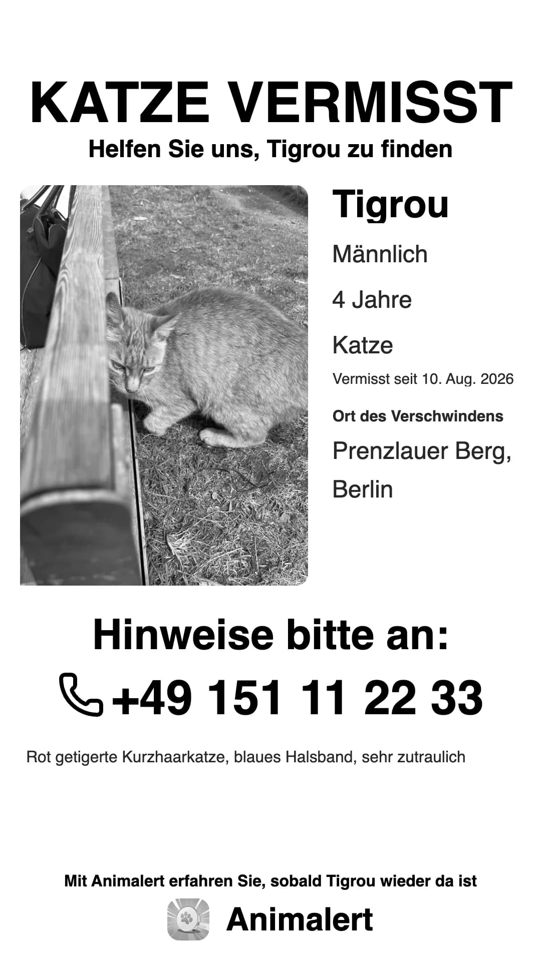 Suchplakat für eine vermisste Katze in Schwarz-Weiß, günstiger im Druck: Tigrou, rot getigerte Katze, vermisst in Berlin