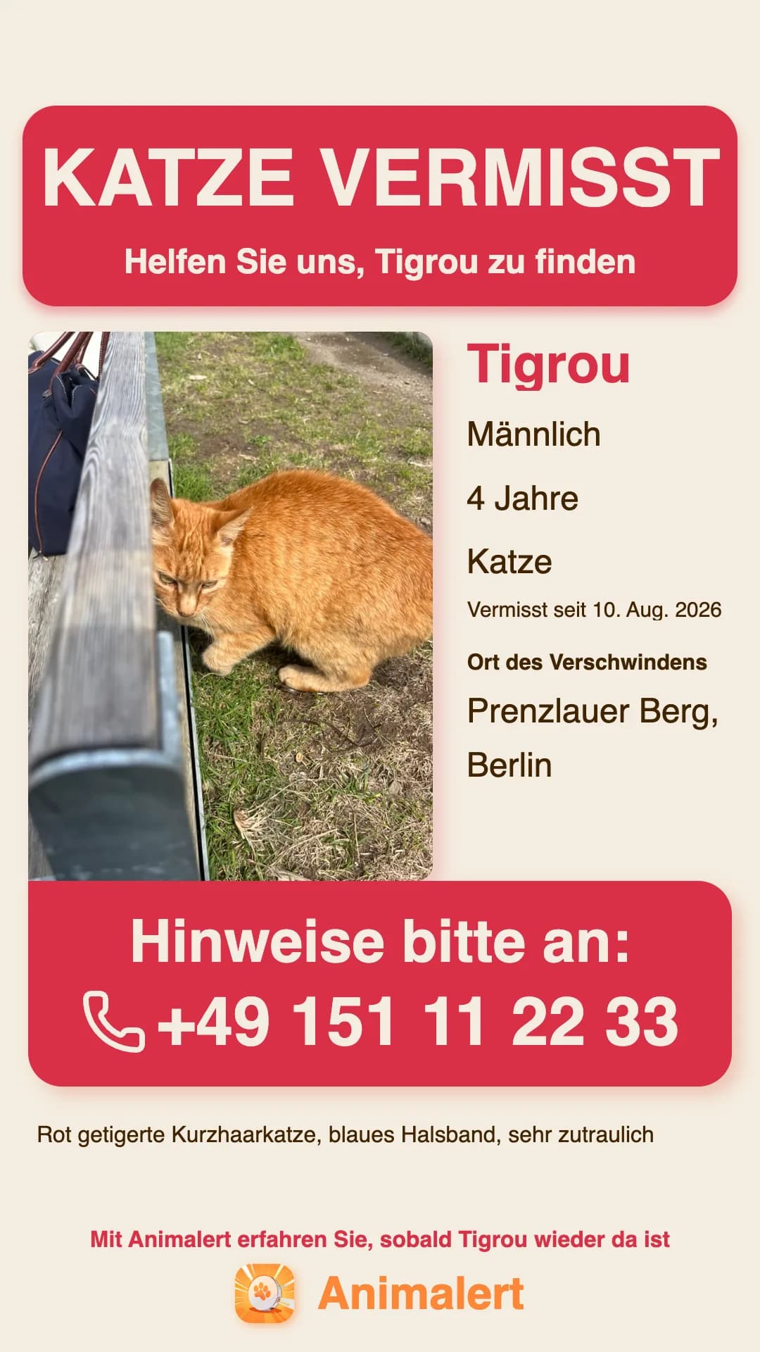 Beispiel für ein Suchplakat einer vermissten Katze, erstellt mit Animalert: Tigrou, rot getigerte Katze, vermisst in Berlin, kostenlose Farbvorlage zum Ausdrucken