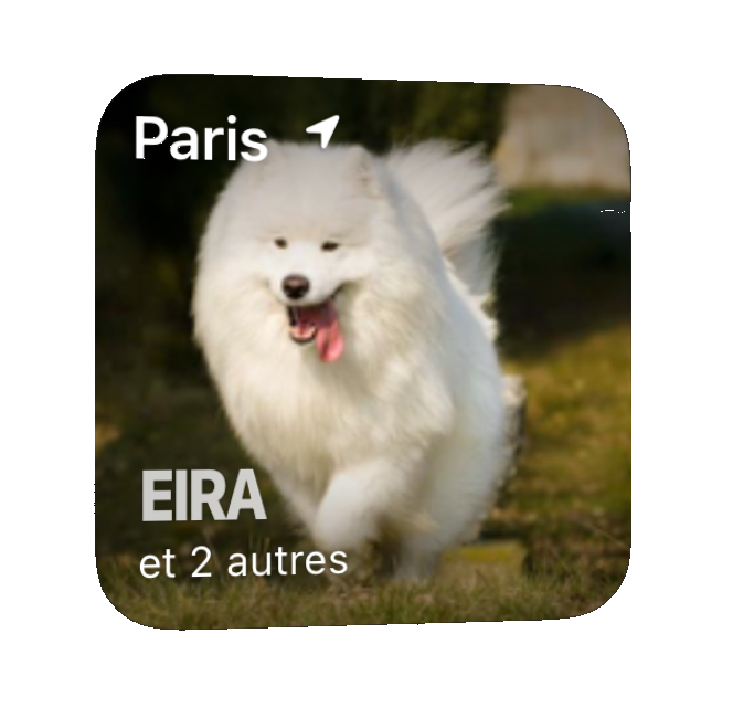 Widget chien perdu iOS Android