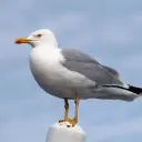 Goéland leucophée